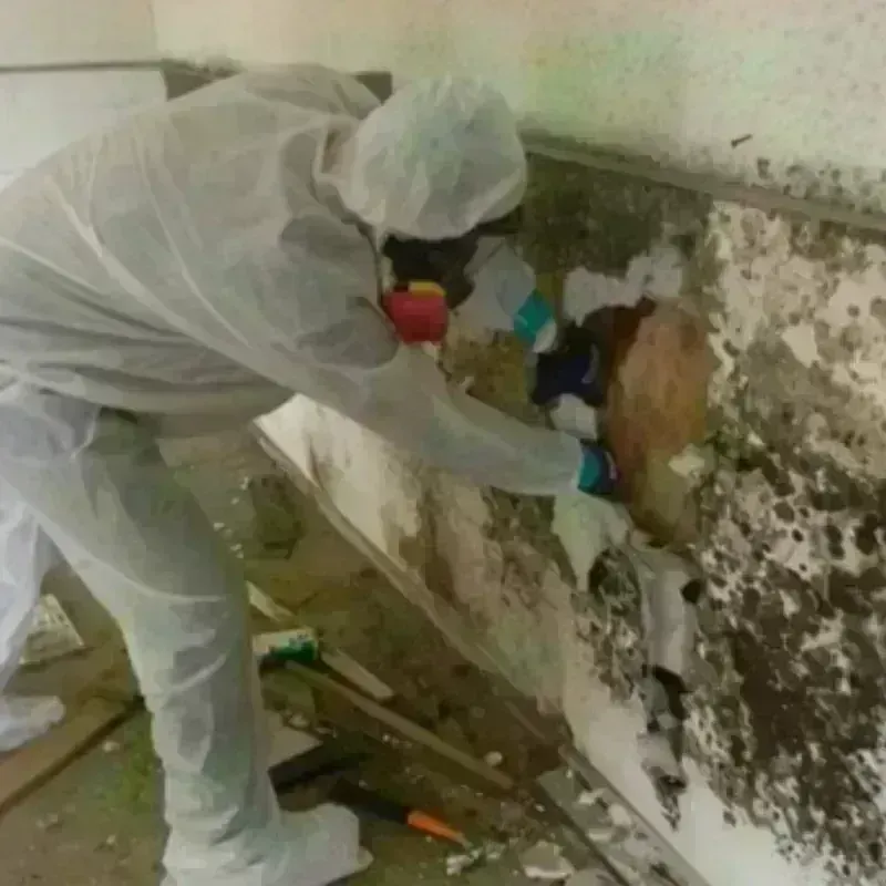 Mold Remediation and Removal in Yountville, CA